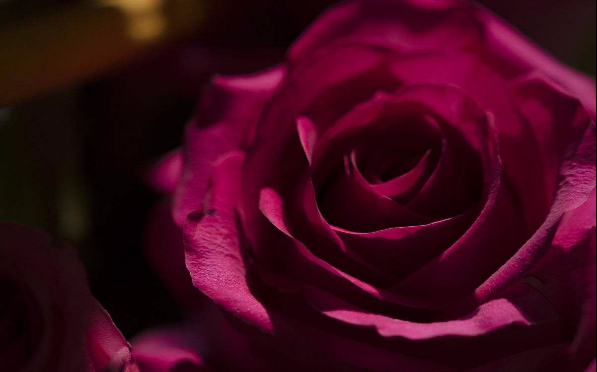 拉郎红白玫瑰易烊千玺郭子凡夏之光