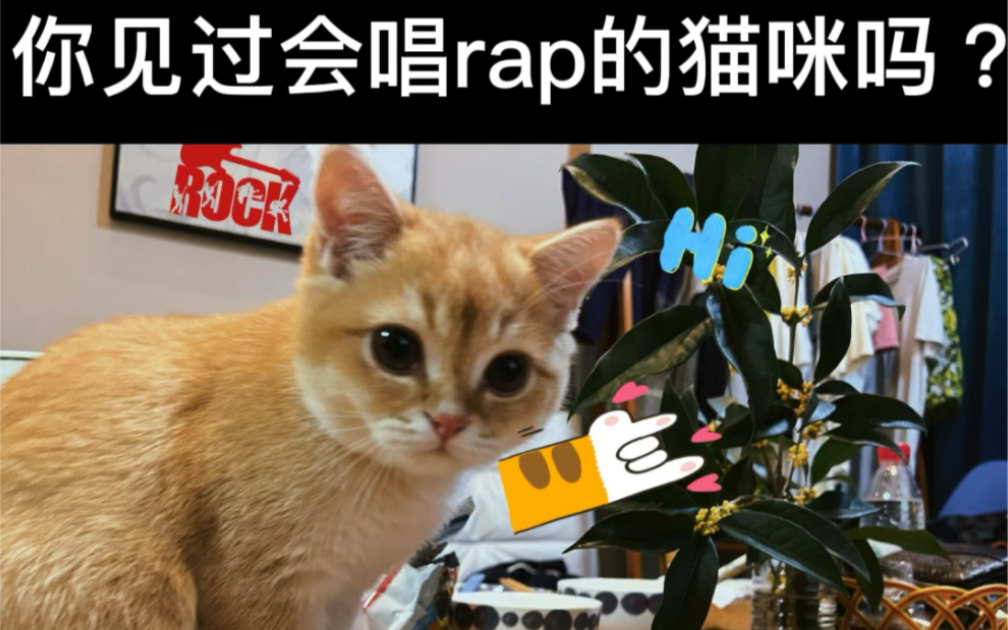 猫咪自己动手剪辑视频玩嘻哈?哔哩哔哩bilibili