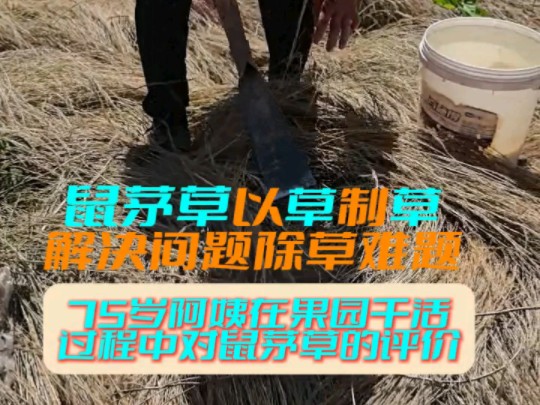 果园为什么要播种鼠茅草有什么作用?哔哩哔哩bilibili