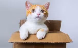短腿小橘猫开箱，腿只有手指长，吃的却比大猫还多！