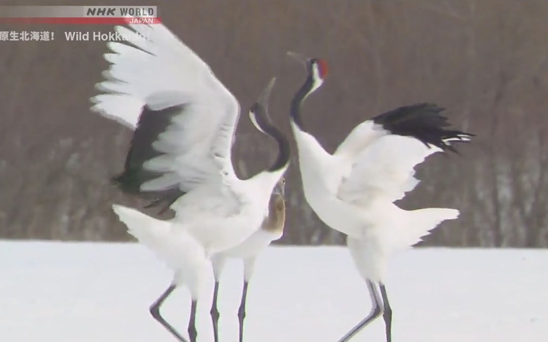 纪录片.NHK.原生北海道.钏路:丹顶鹤翩翩起舞的雪原哔哩哔哩bilibili