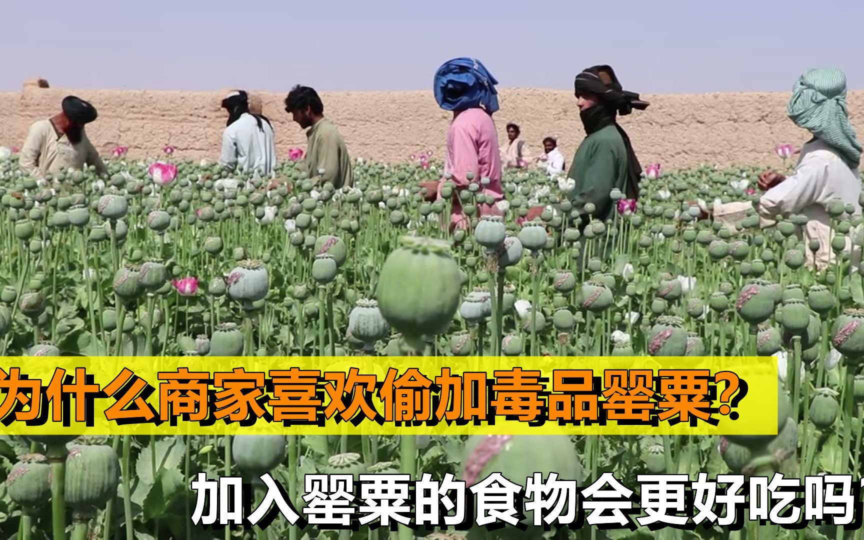 [图]罂粟有剧毒，为何商家喜欢往食物偷加罂粟？是加入后更好吃吗？