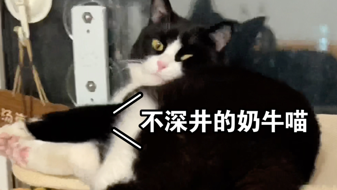 我的猫崽日记 |汤崽:没有我这个家早散了! 躺平的爸,癫狂的妈,能吃的傻二弟,破碎的他.哔哩哔哩bilibili