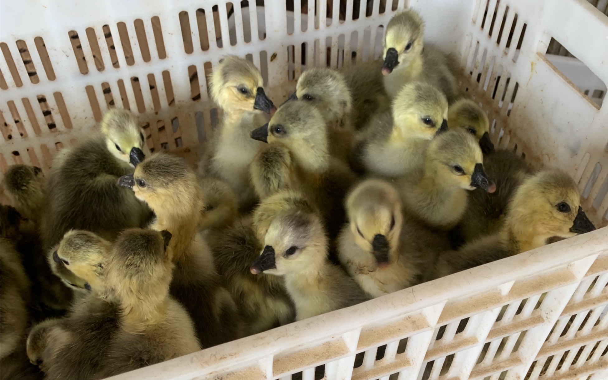 万万没想到狮头鹅苗这么紧缺,好在你还在犹豫中,要不安排不了