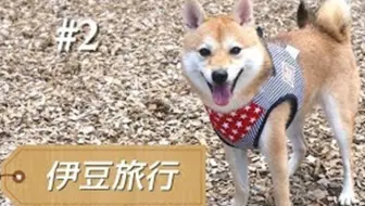 アブ实况搬运 犬用的 惠方卷 试着吃了 哔哩哔哩 Bilibili