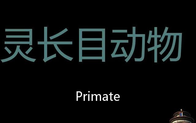 灵长目动物 Chinese Pronunciation Primate哔哩哔哩bilibili