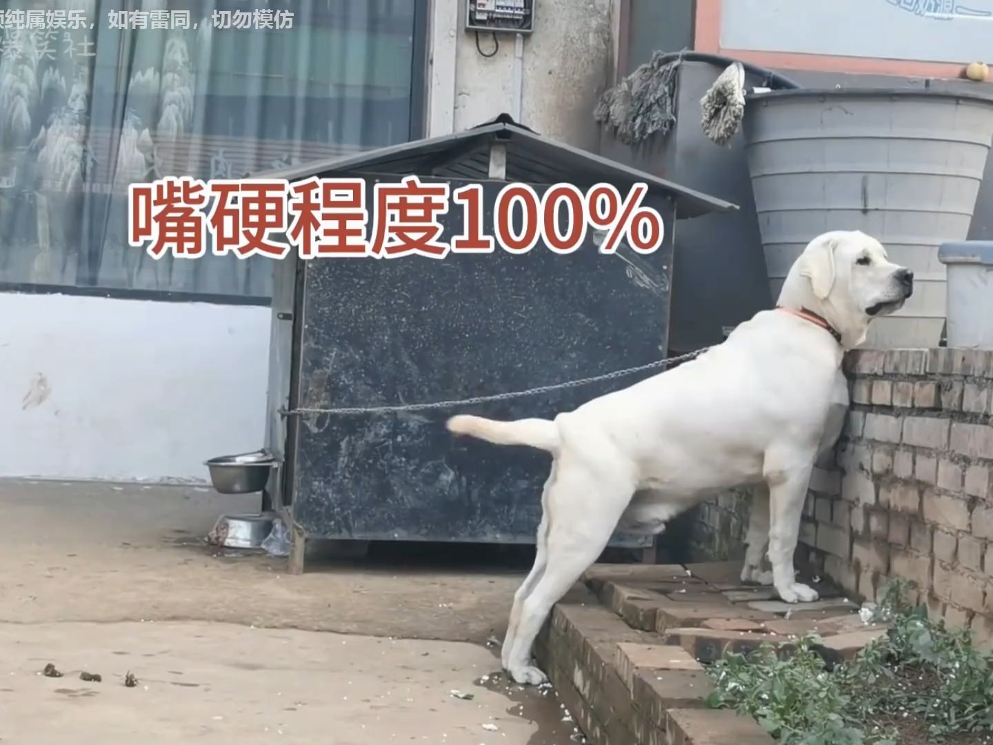 盘点狗王口技逗狗名场面,感觉比狗叫的还专业