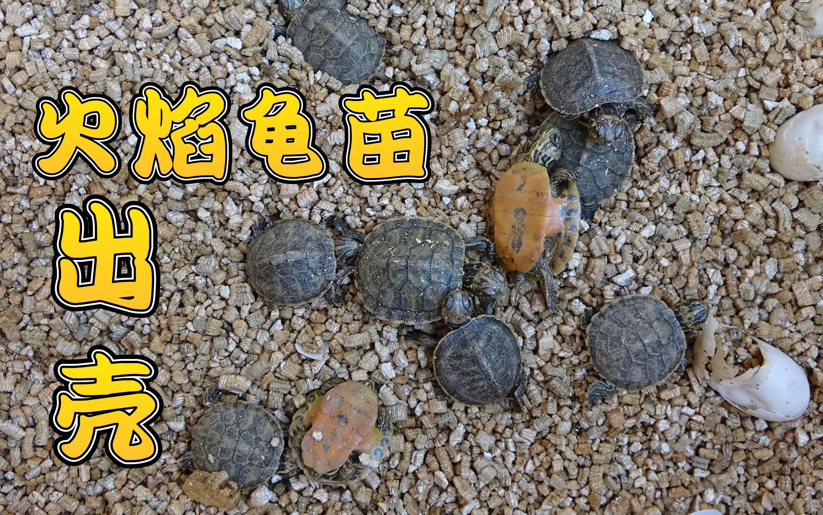 老林的火焰龟蛋孵出小龟苗了第一天就孵出20只老林高兴坏了