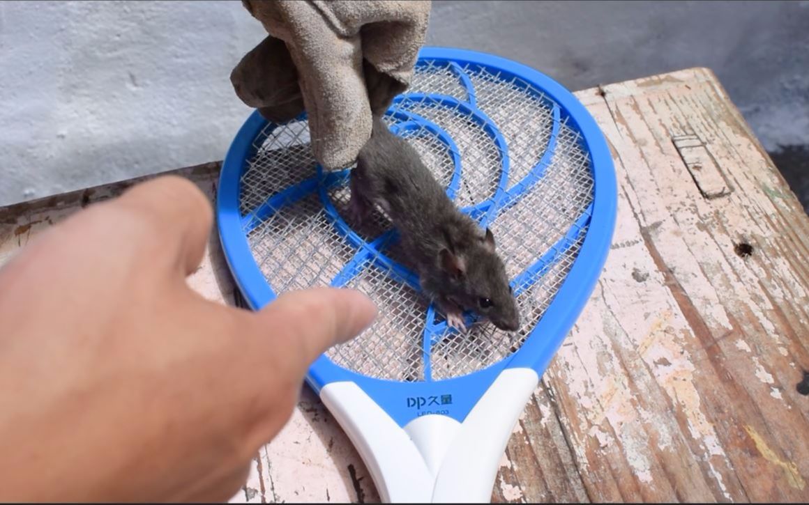 当可恶的老鼠遇上电蚊拍会发生什么会像蚊子一样的下场吗