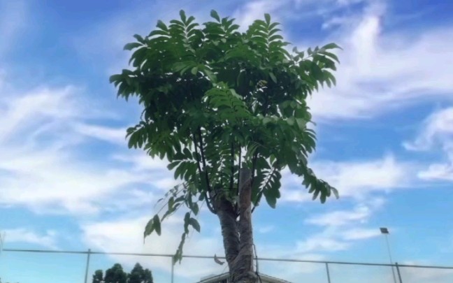 [图]树是不会动的