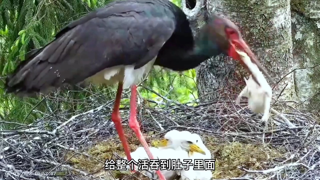 [图]大鸟残忍咬住小鸟就要直接给吞下去！