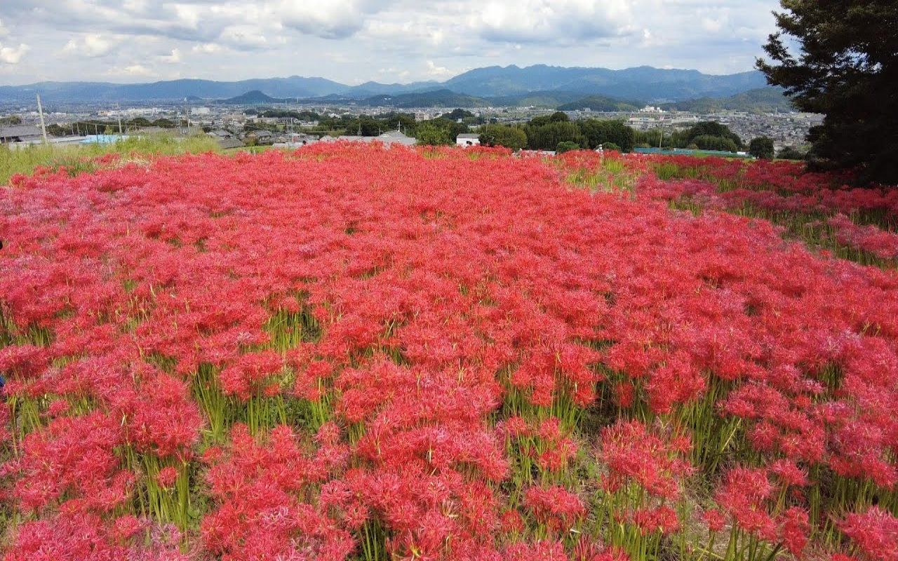 【日本巡礼29.奈良県】葛城一言主神社 | 九品寺 | 彼岸花海哔哩哔哩bilibili