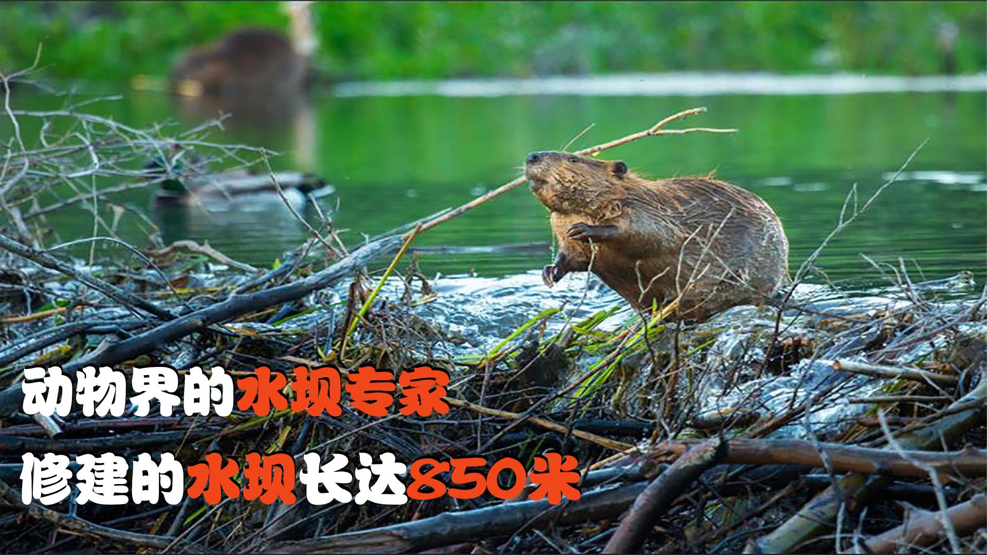 河狸动物界水坝专家,最长的河狸水坝有850米,为何它要修水坝?