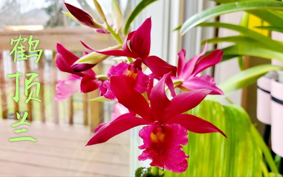 [图]Sophie's Garden 鹤顶兰的种植及养护 Phaiocalanthe Kryptonite 'Ruby Fire'