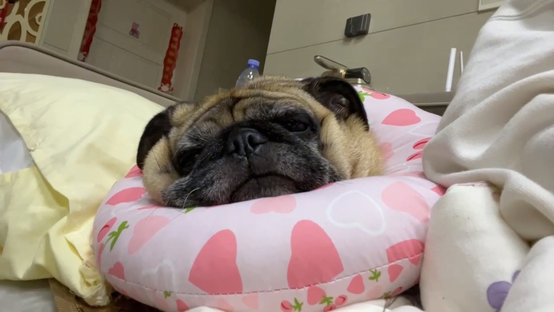 睁眼睡觉的猪宝