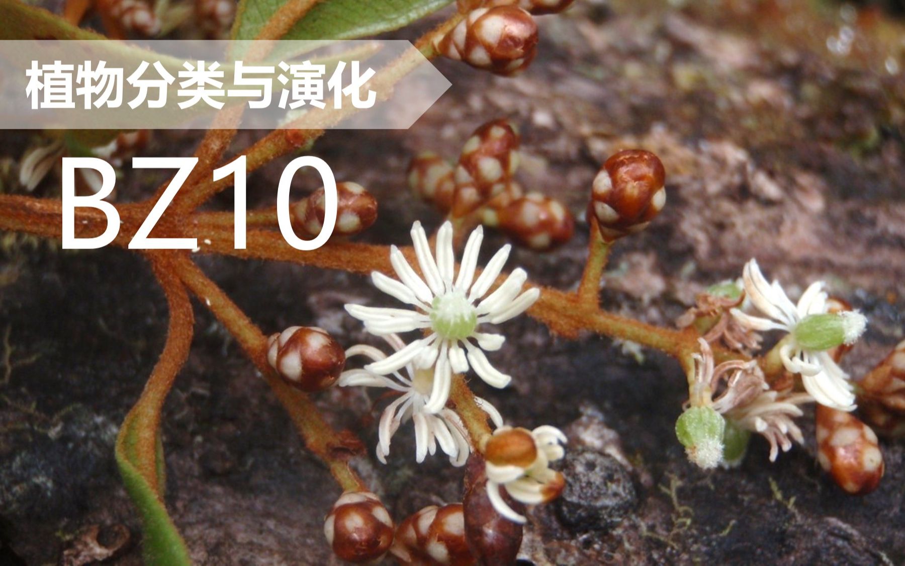 【植物分类与系统发育】BZ10 木兰藤目 苞被木科哔哩哔哩bilibili