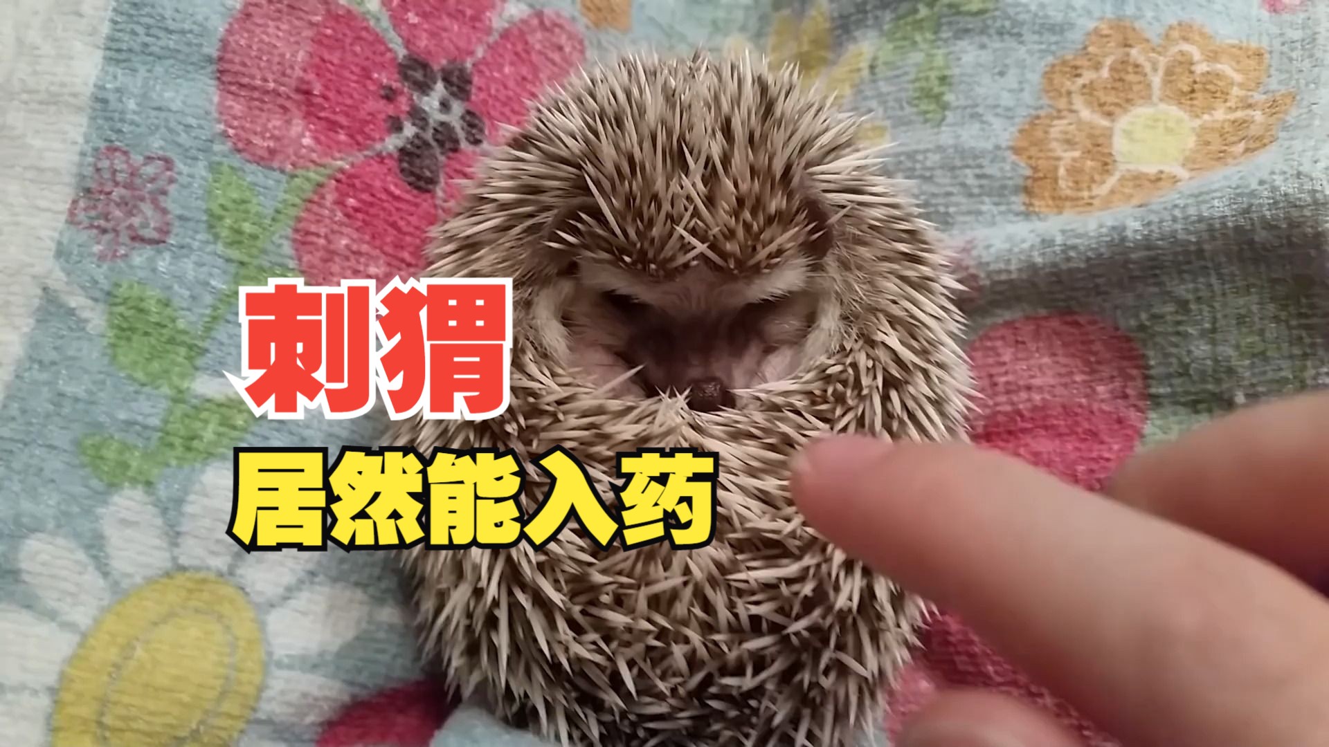 刺猬你了解多少,刺猬居然还是中药,数量也越来越少