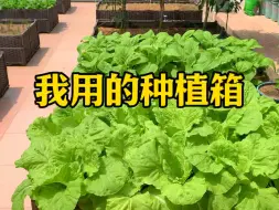 Download Video: 如果你还在纠结买哪种种植箱好，我毫无犹豫的推荐你用这款种植箱，我一直在用大小型蔬菜都能种，不漏泥浆地板还不会脏#超便宜超划算 #种植箱#花盆 #蔬菜种植