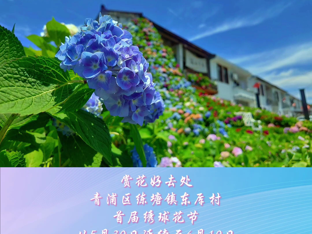 四时ⷮŠ青浦|绣球瀑布登场,来青浦邂逅初夏“繁花”吧~哔哩哔哩bilibili