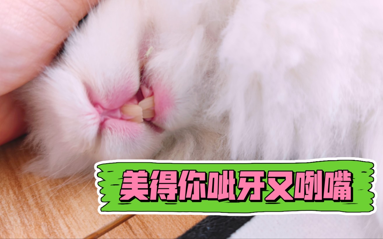 看表情猜周几^O^哔哩哔哩bilibili