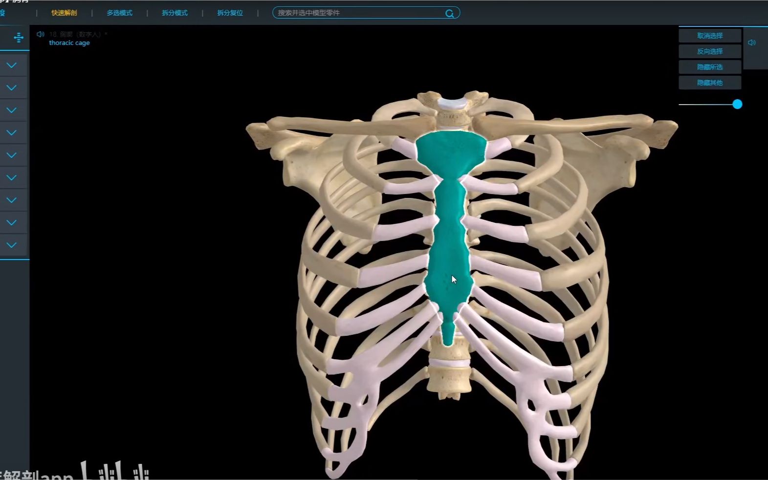 胸骨解剖图三维图图片