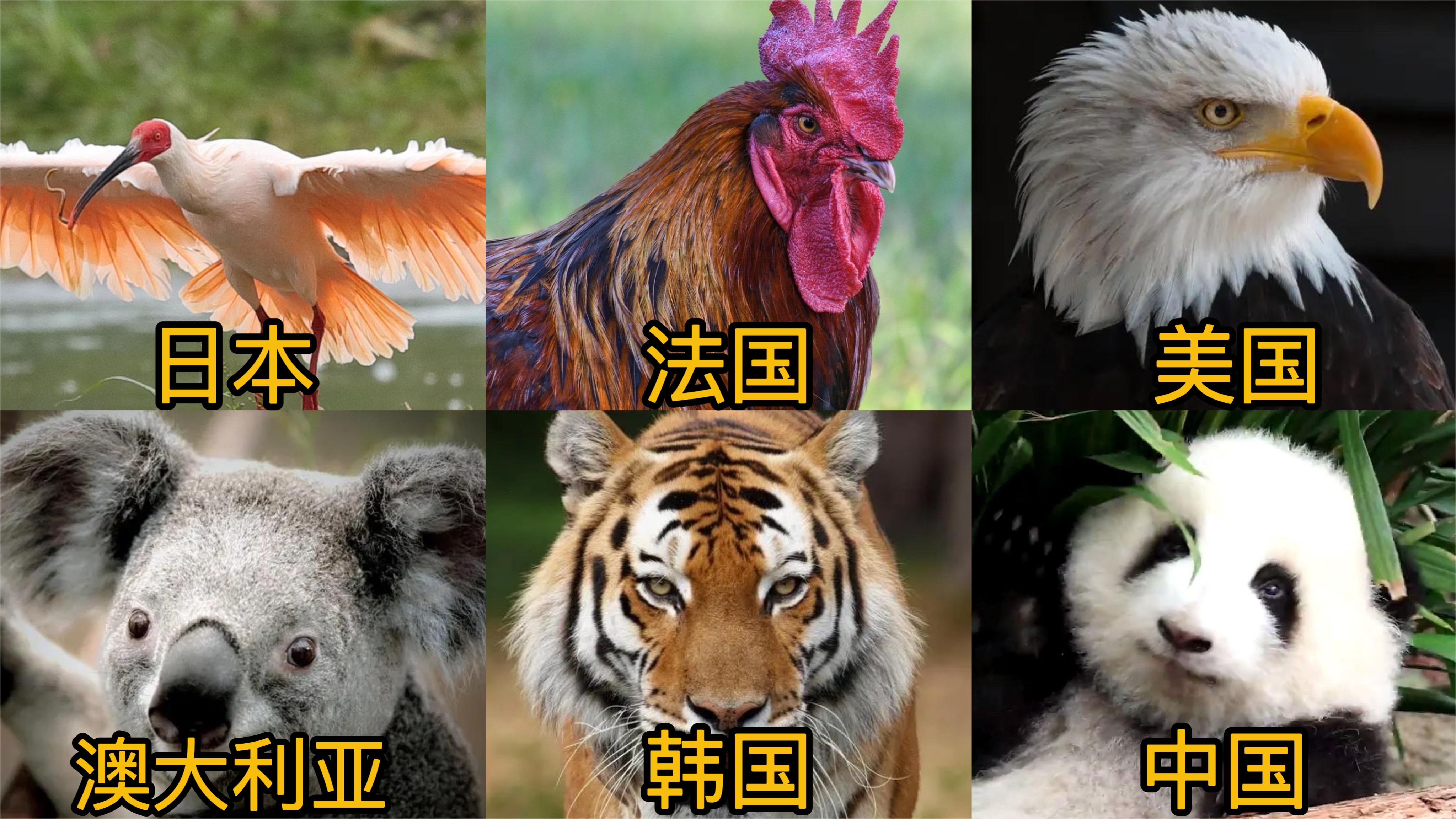 不同国家的国宝,法国国宝谁都可以养,韩国的被他们整灭绝了