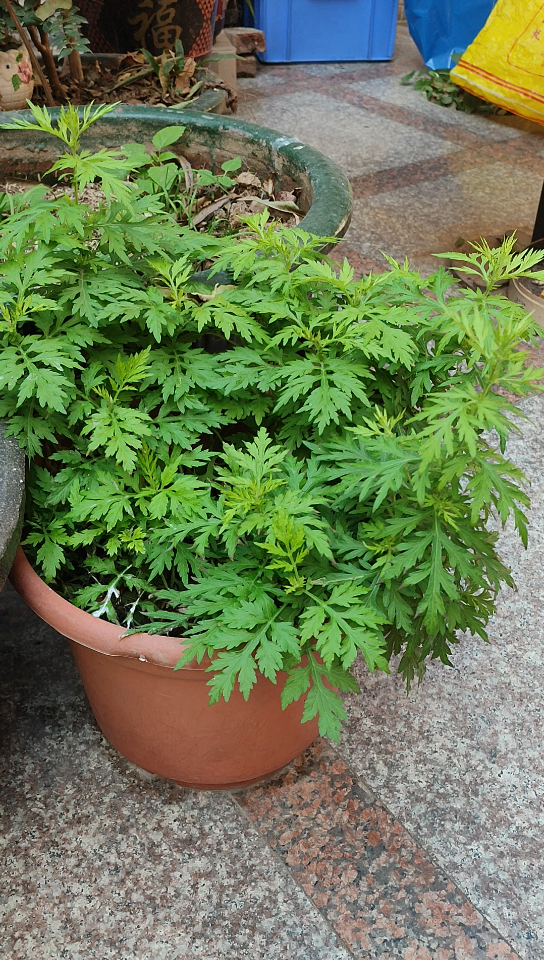 广东臭草,知道学名吗