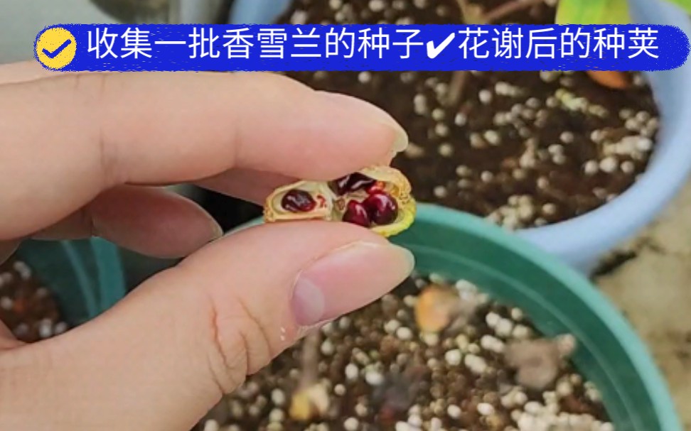 活動作品收集一批香雪蘭的種子78花謝後的種莢