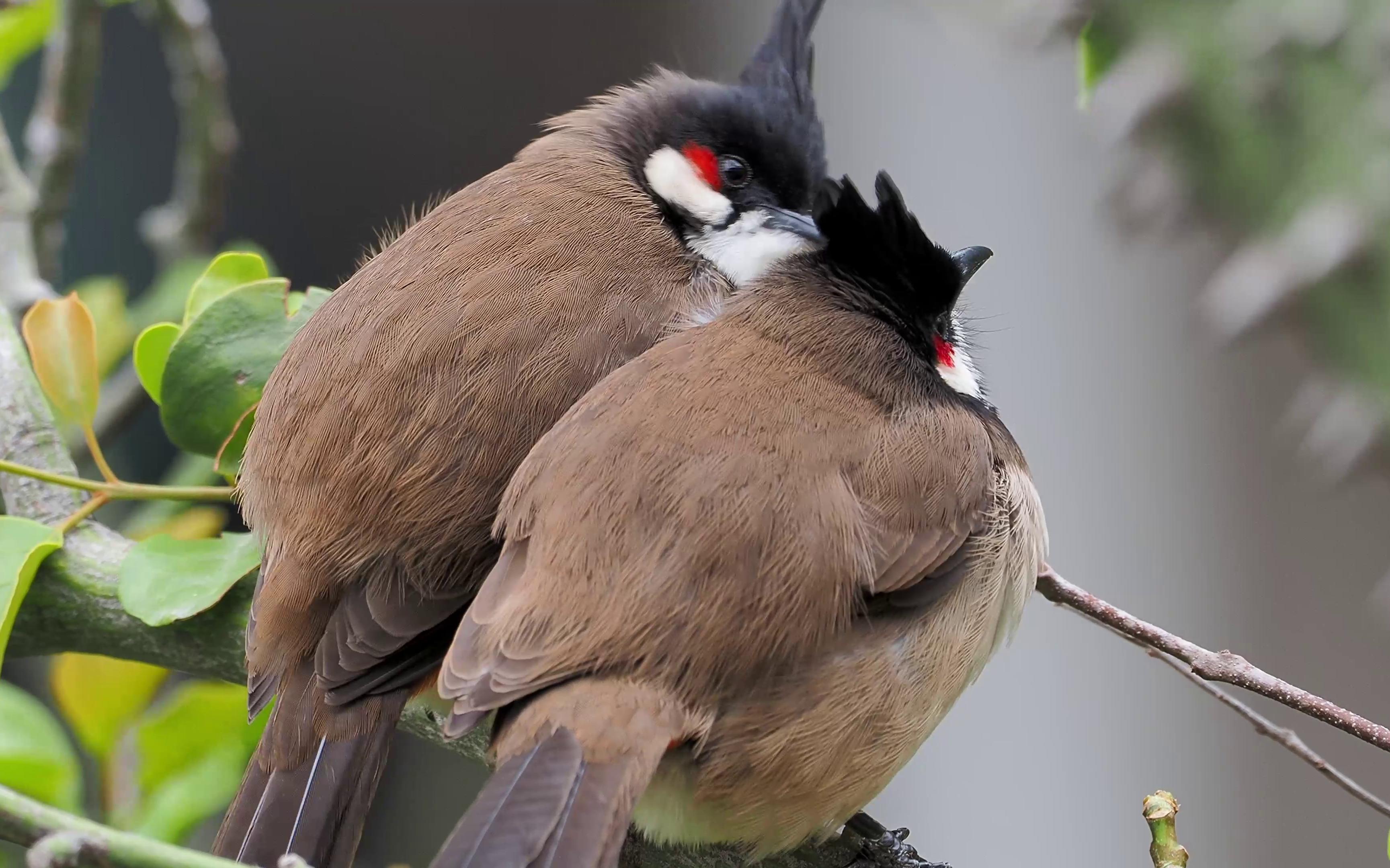 寒风中相互依偎取暖的一对红耳鹎