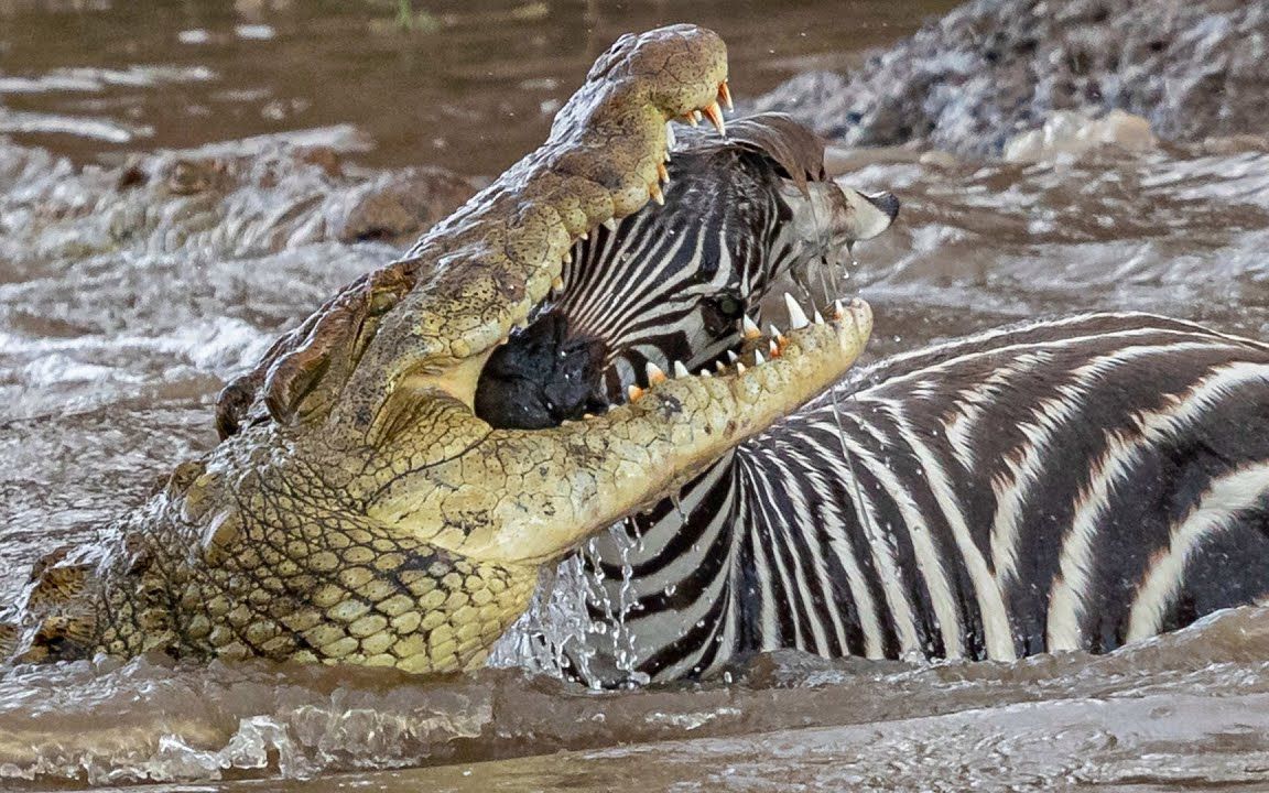 斑马过河被鳄鱼一口爆头,饥饿的鳄鱼狠起来连自己都吃!