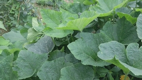 南瓜长花苞了 超开心的 哔哩哔哩 つロ干杯 Bilibili