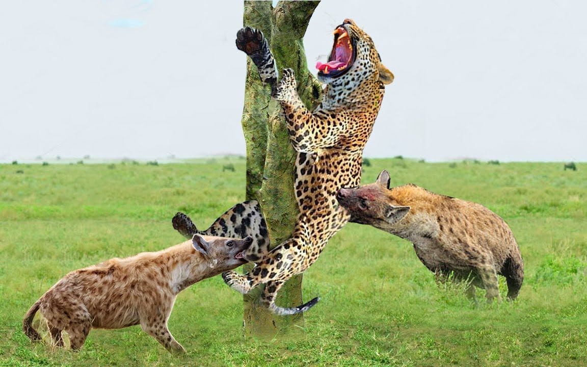 野生动物袭击:豹落平阳被犬欺