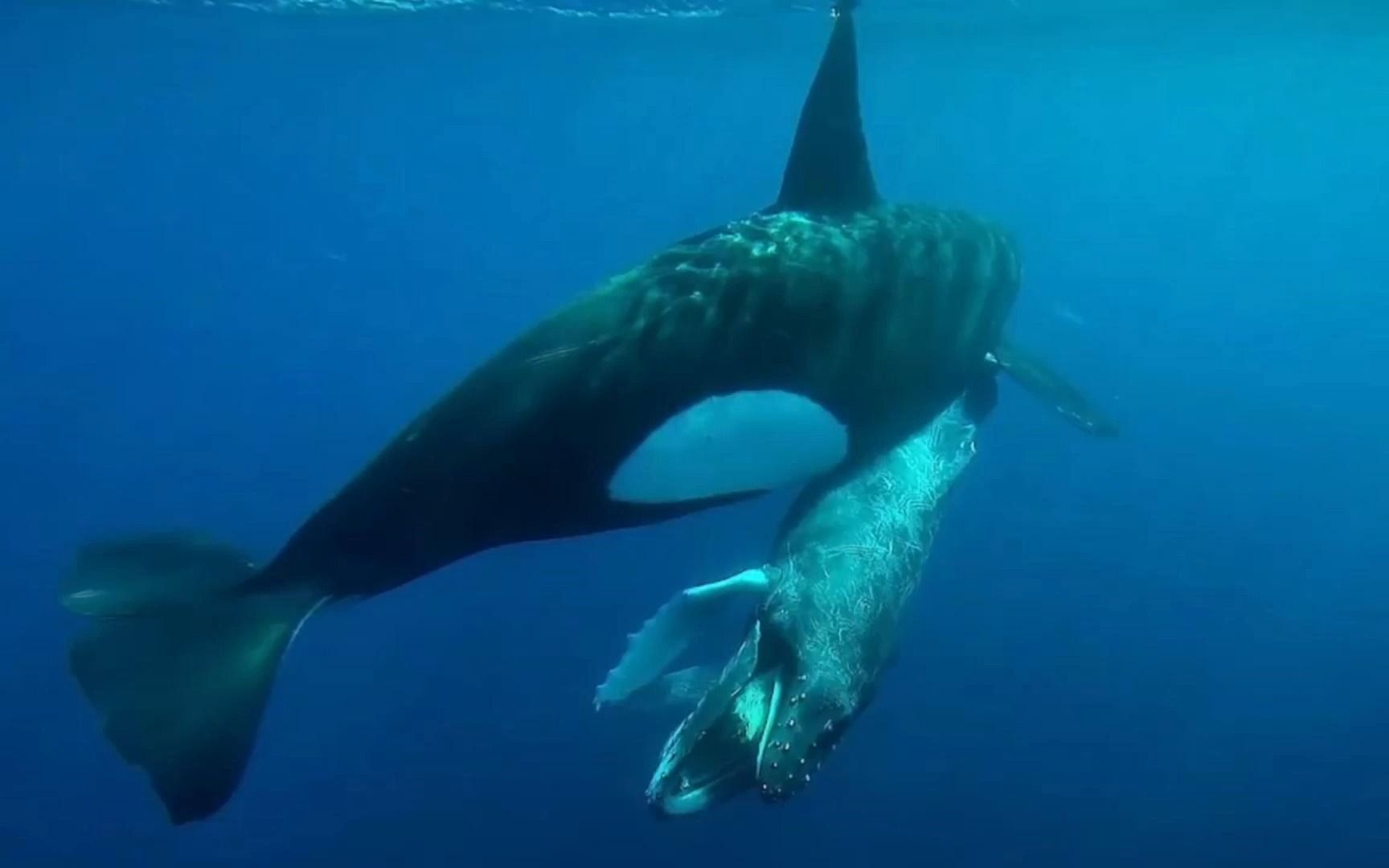 虎鲸被称为逆戟鲸,海洋霸主,这就是答案!