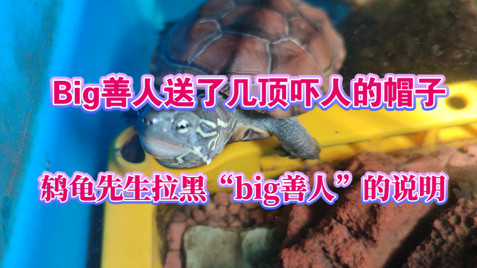 听说鸫龟先生被开网店的big善人锤了大善人送了几顶好吓人的帽子是真