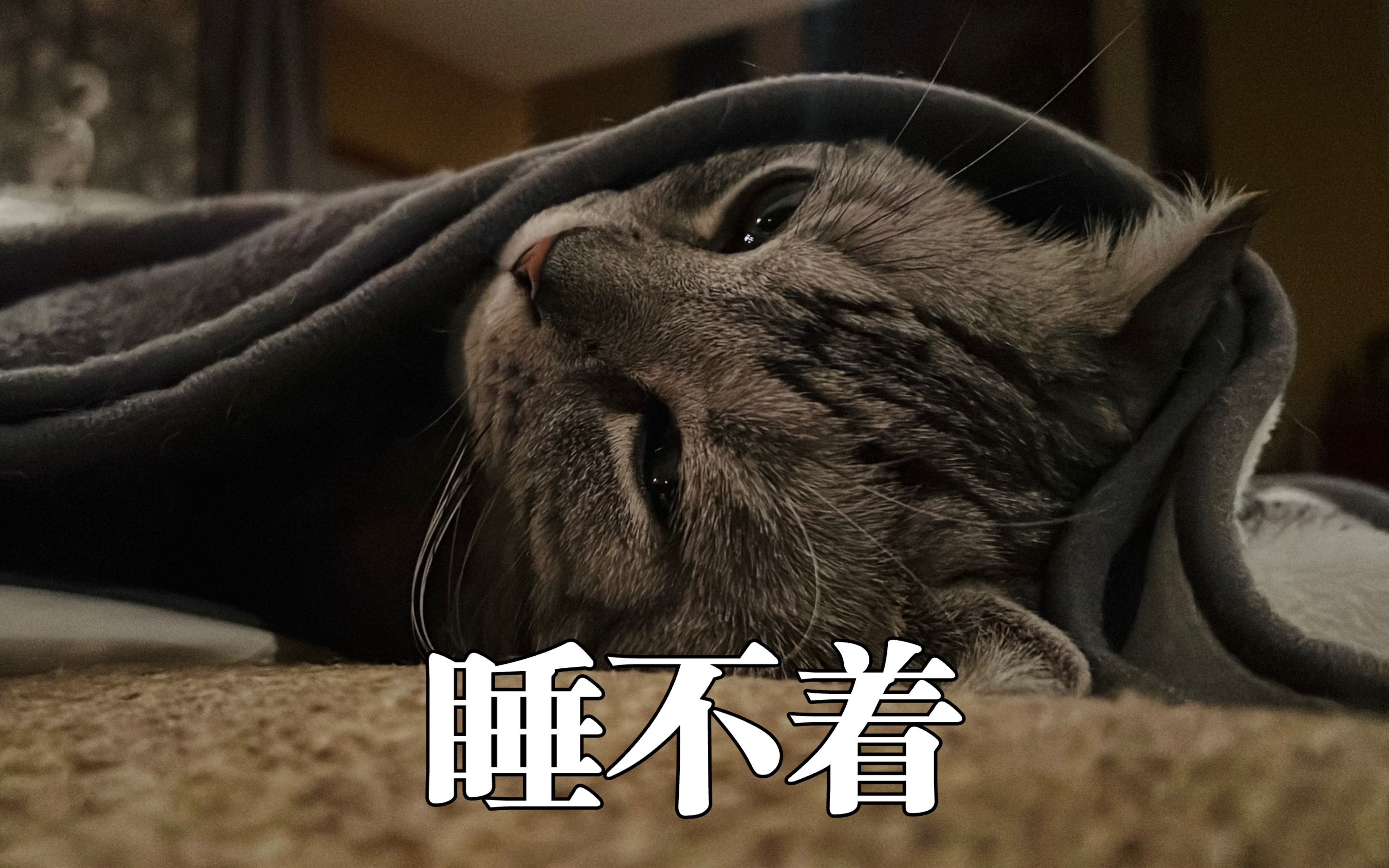 不睡觉的夜猫子图片图片