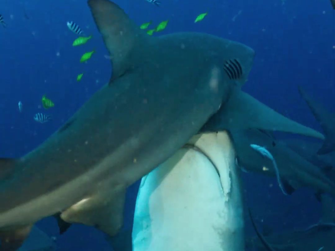 老虎顶牛~虎鲨将牛鲨顶高高00