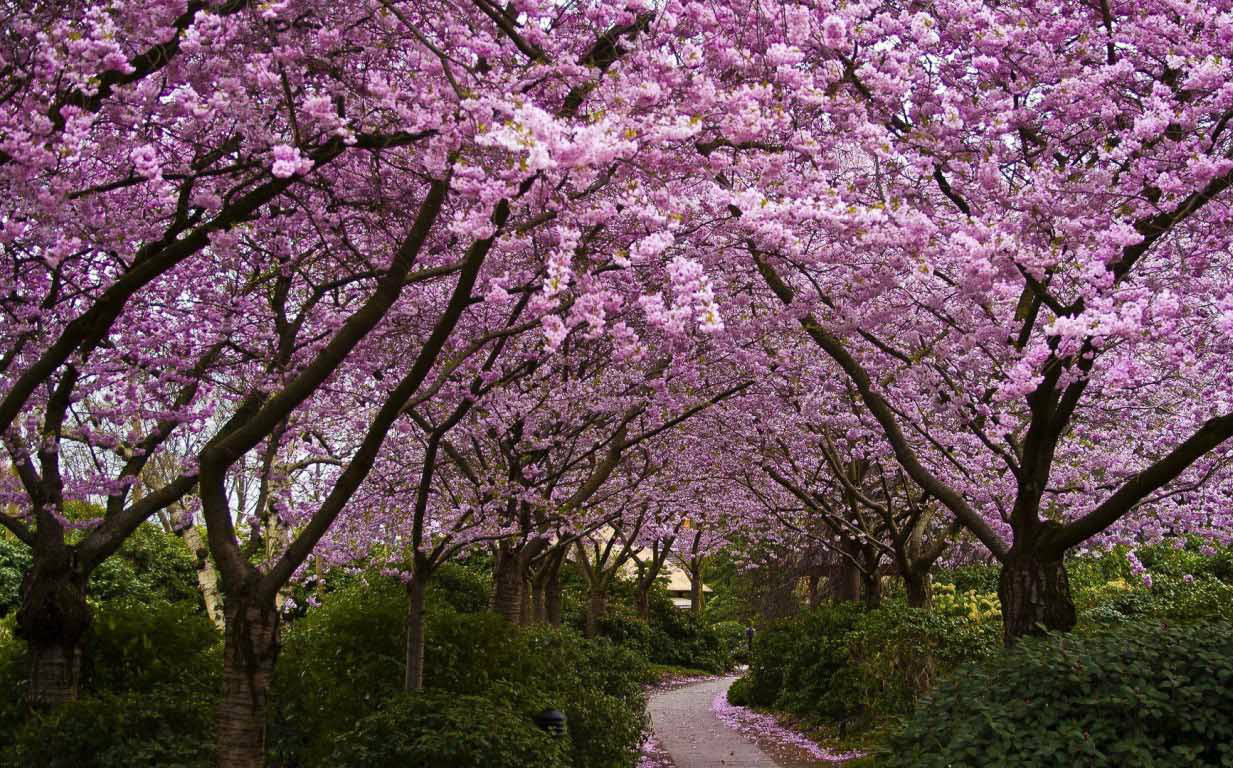 [图][明快] 桜道、森雫-Jusqu'à Grand-Père