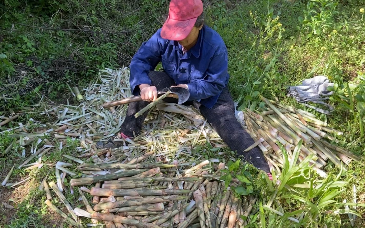 春天才会疯长的野笋看看大娘一人拔了一大堆小伙带你竹林拔笋