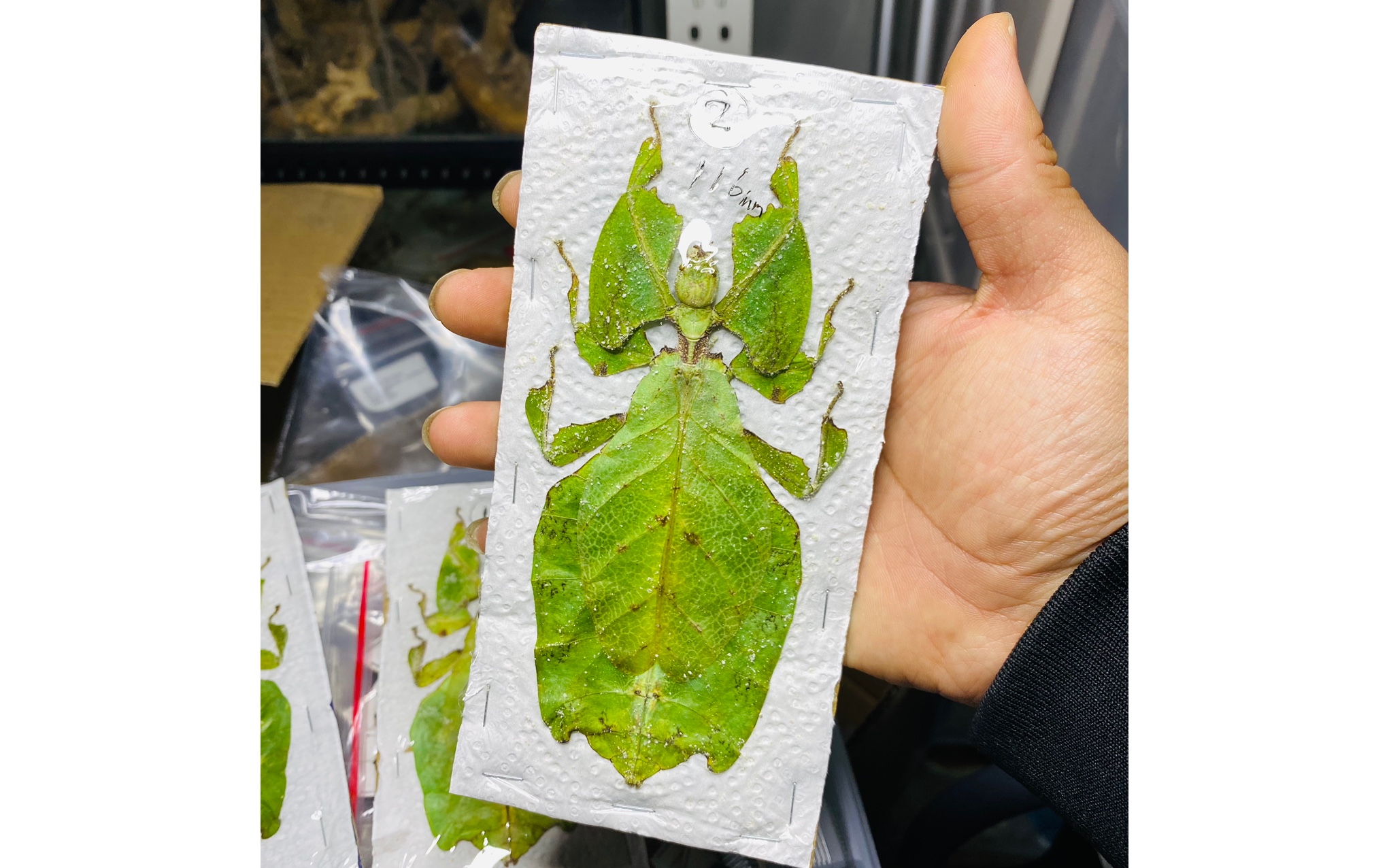 巨人叶脩叶修标本叶子虫竹节虫phyllium giganteum大个体昆虫甲虫