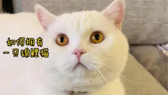 教你如何拥有一只锦鲤猫