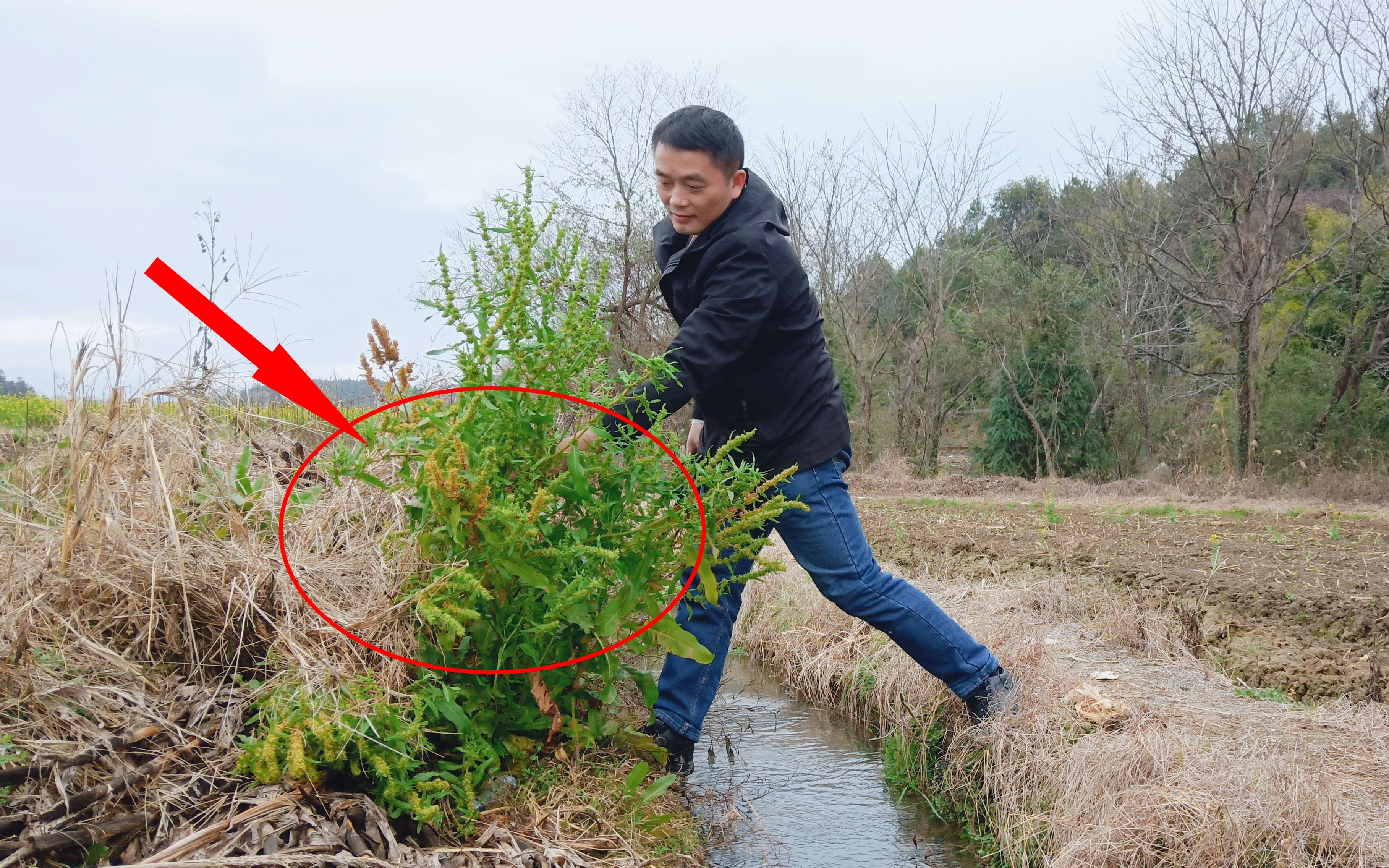 [图]农田地里长的这种野草，据说有人十几元1斤钱收购，大哥坐等发财