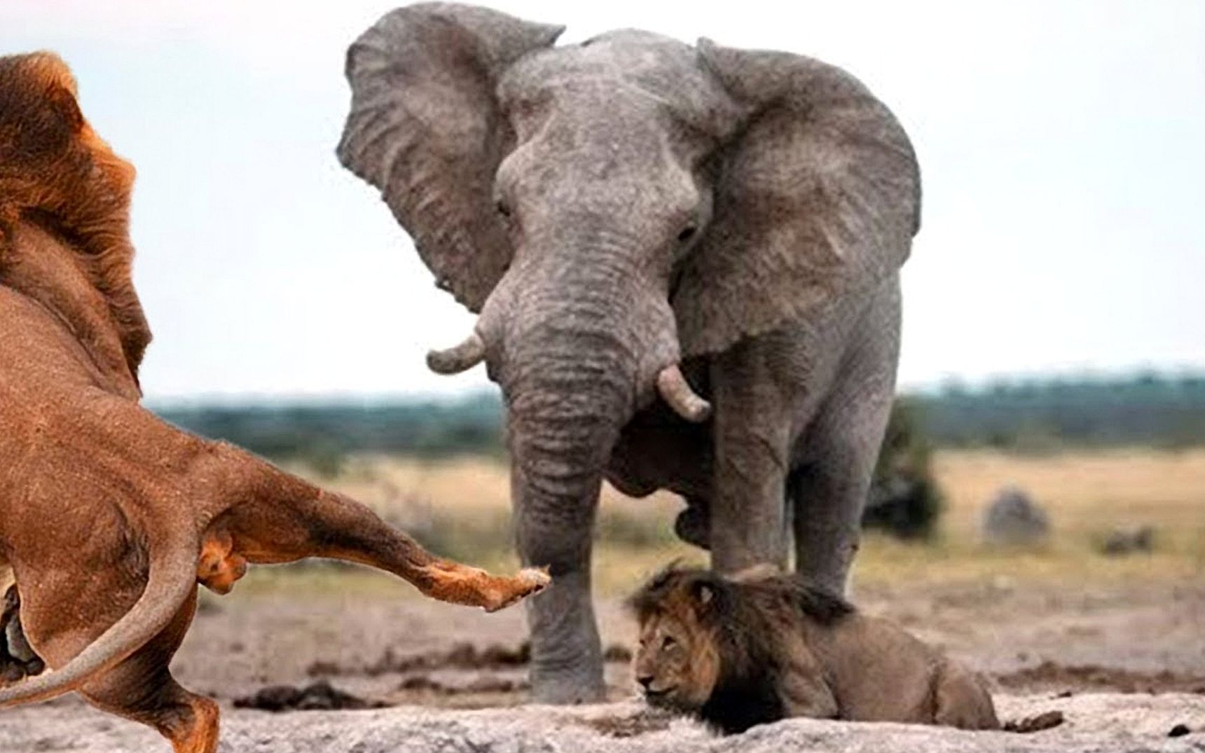 大象显示出巨大的力量,穿着嚎叫和疯狂攻击,使狮子非常害怕