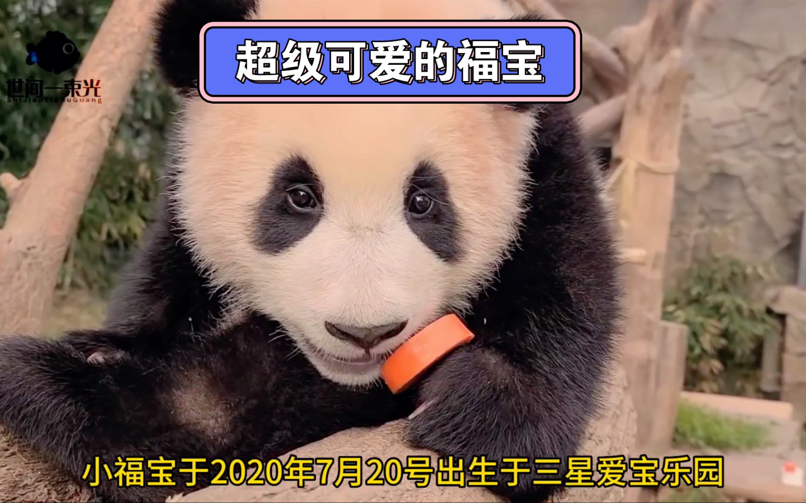 福宝真的太可爱了吧,呆萌呆萌的.