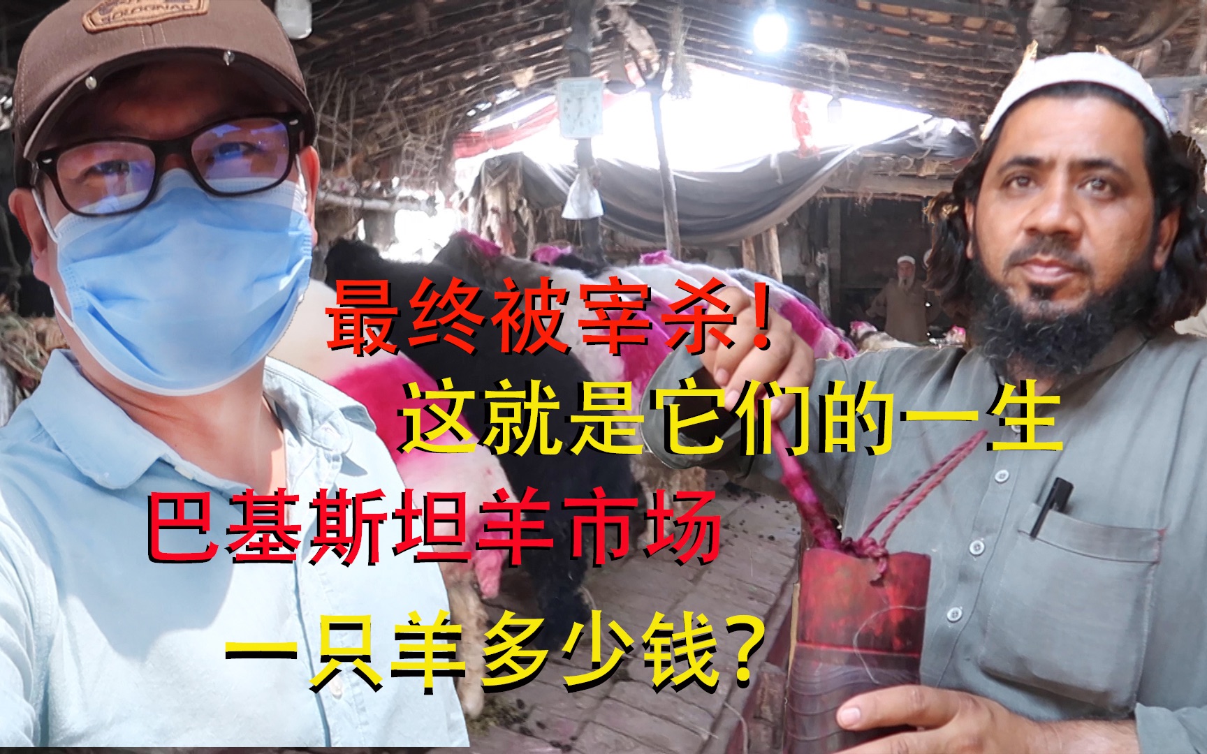 实拍巴基斯坦活畜市场,一只羊多少钱?中国人被围在羊圈里聊天哔哩哔哩bilibili