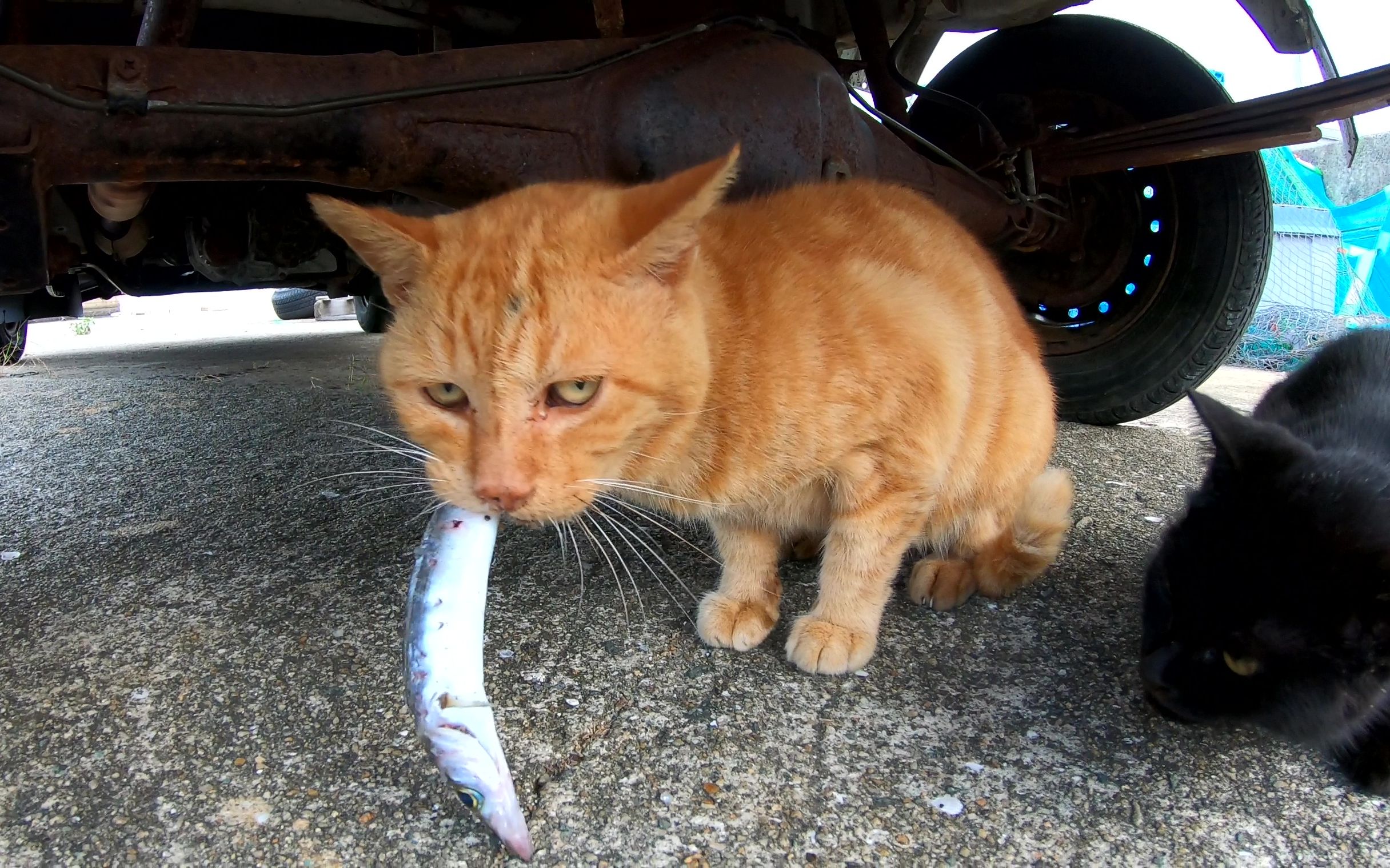 许多猫聚集在吃鱼的猫附近,并试图偷鱼