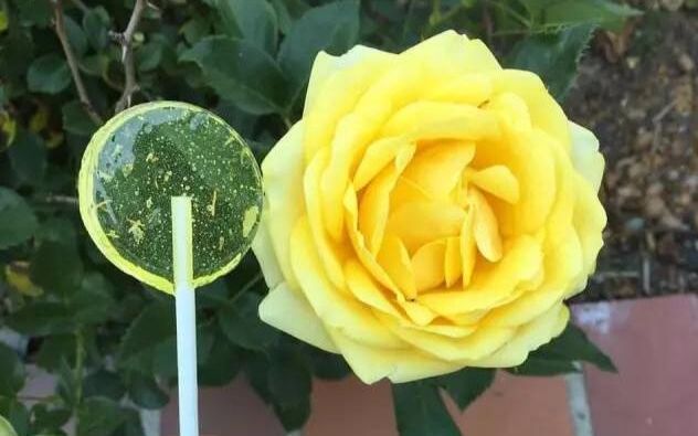 小男孩发明植物棒棒糖,吃完竟能长出花,什么原理?