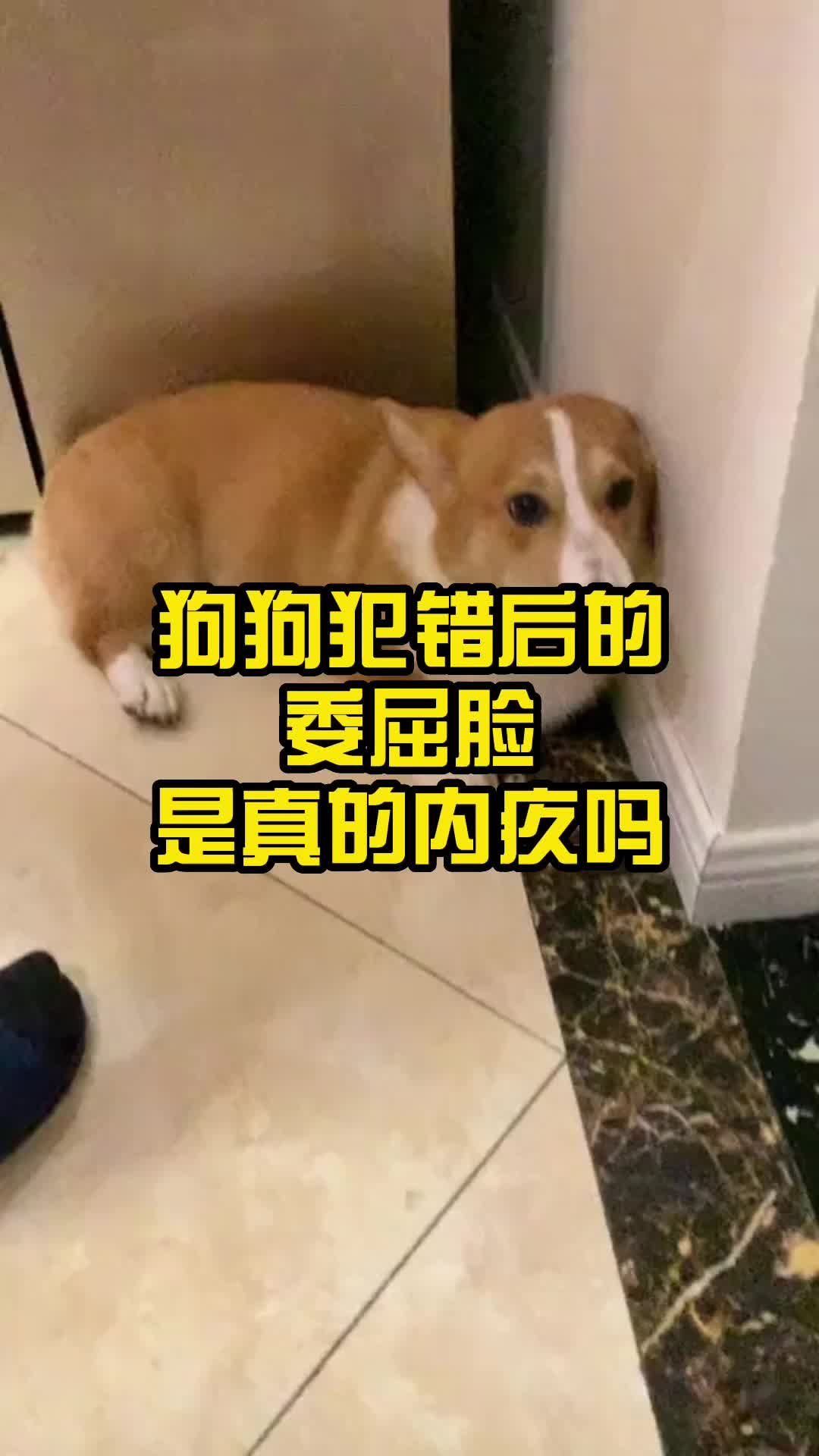 狗狗犯错后的“委屈脸”是真的内疚吗?哔哩哔哩bilibili