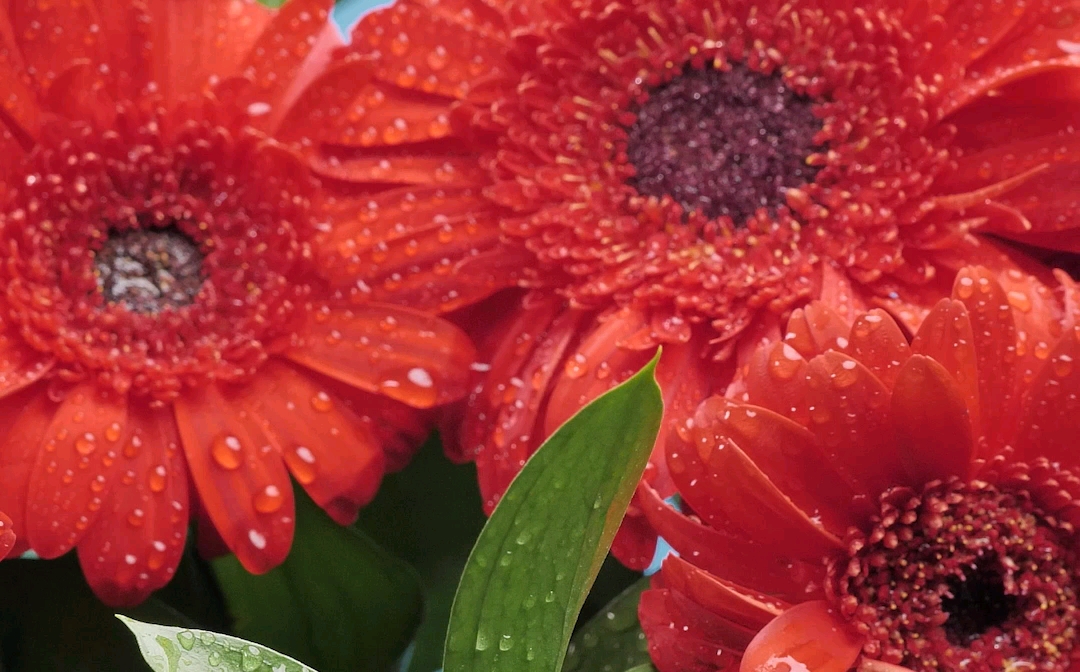 [图]欢 迎 来 到 花 花 世 界