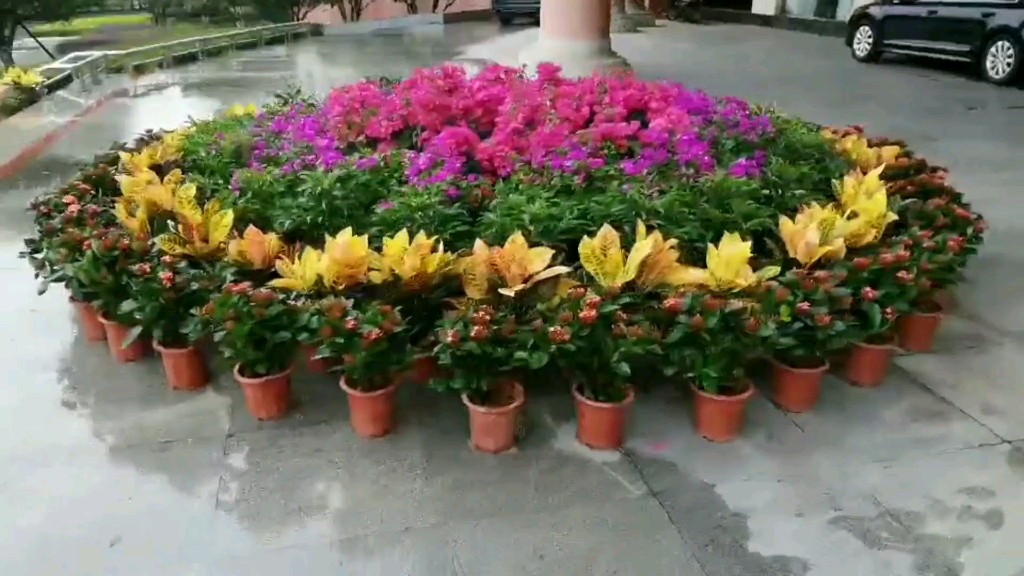 拍摄政府门口的花卉