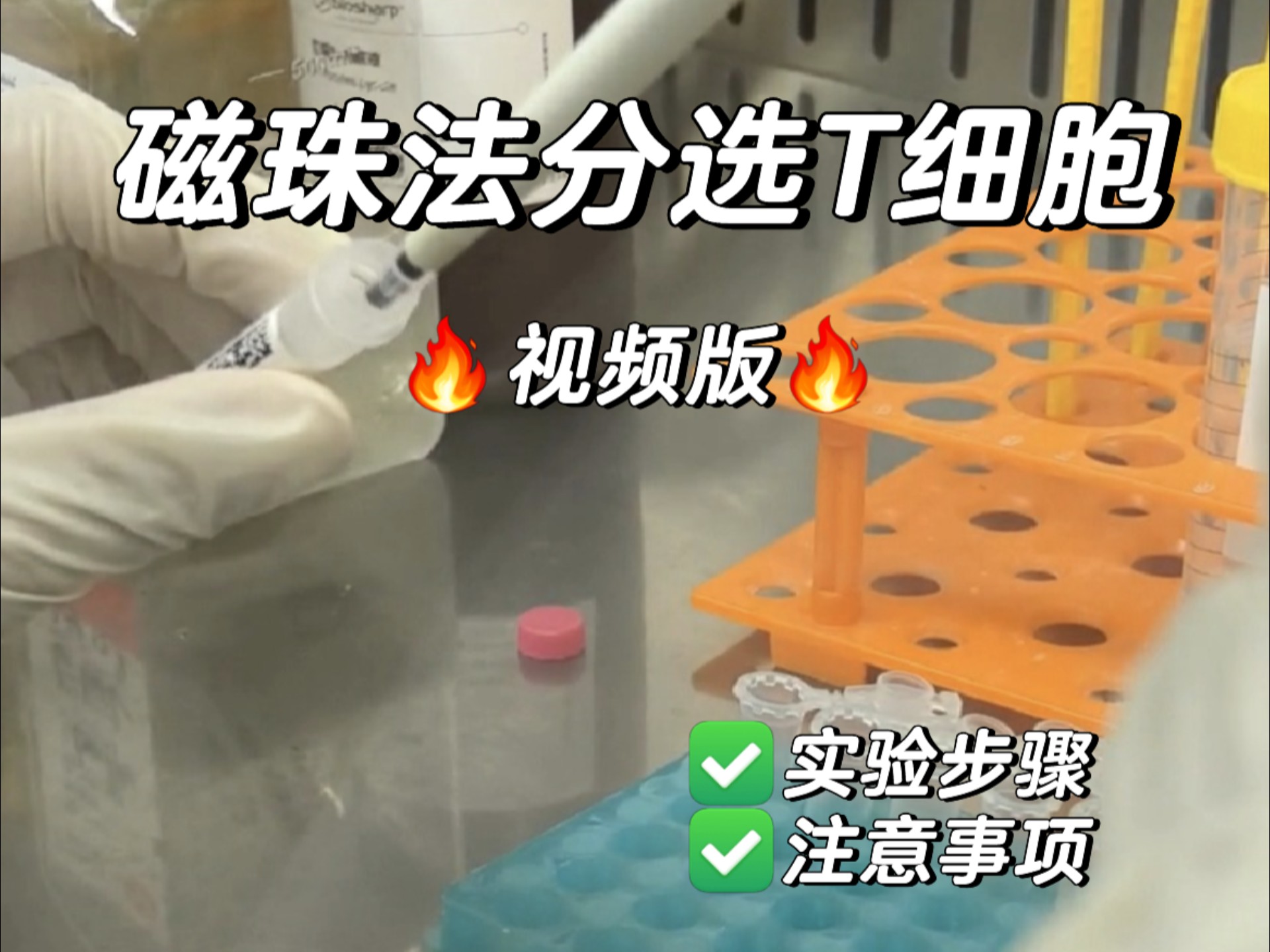 Magnetic Bead T Cell Sorting Protocol Video